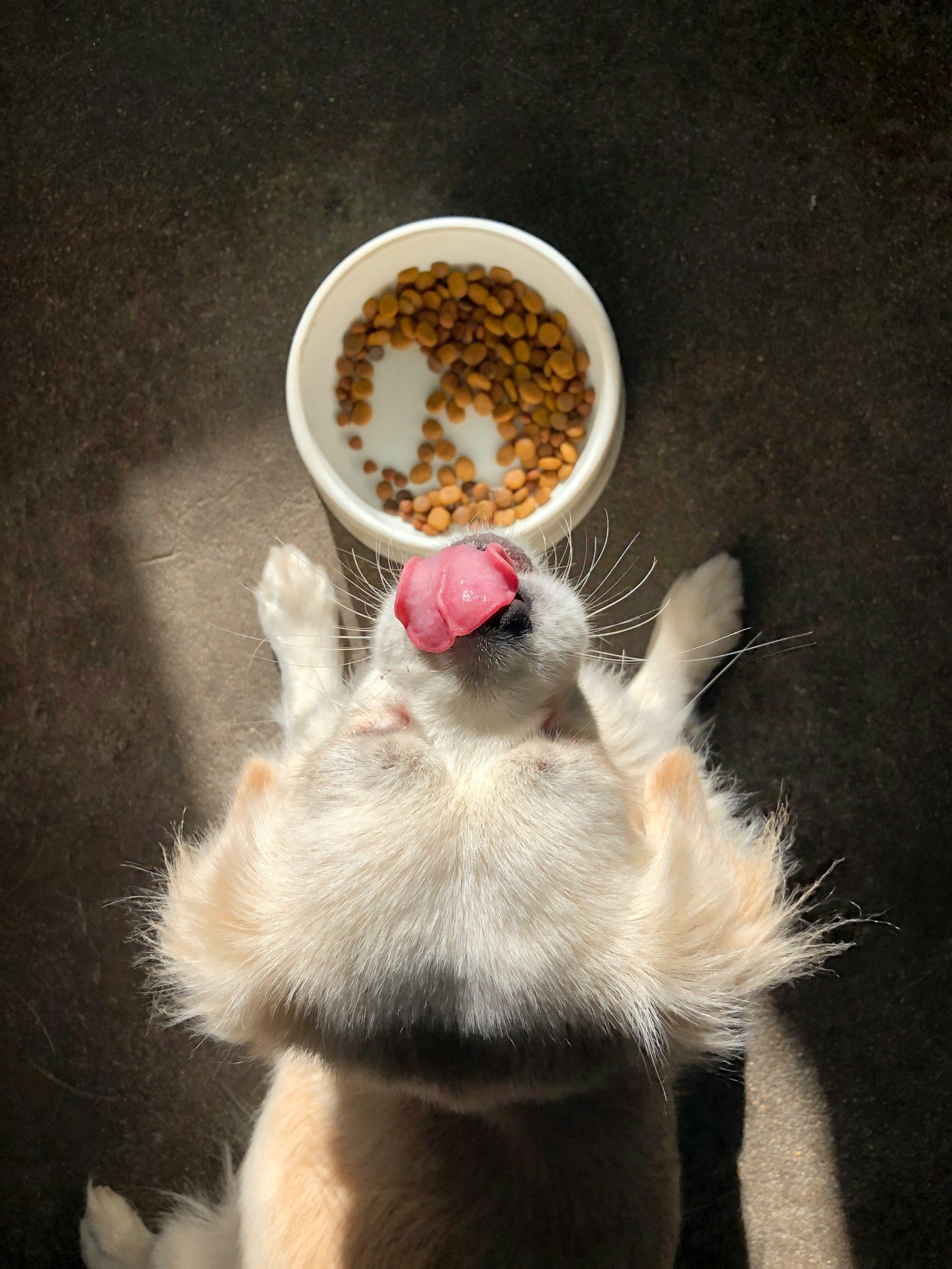 Top Benefits of High-Quality Pet Food