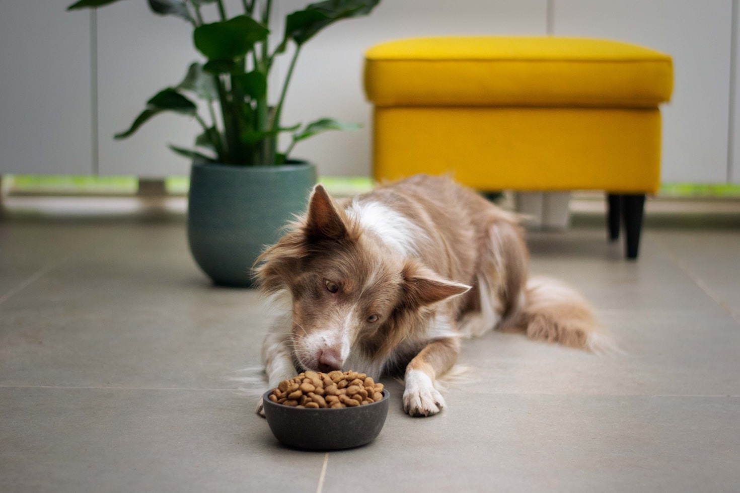 How to Choose the Best Food for Your Pet