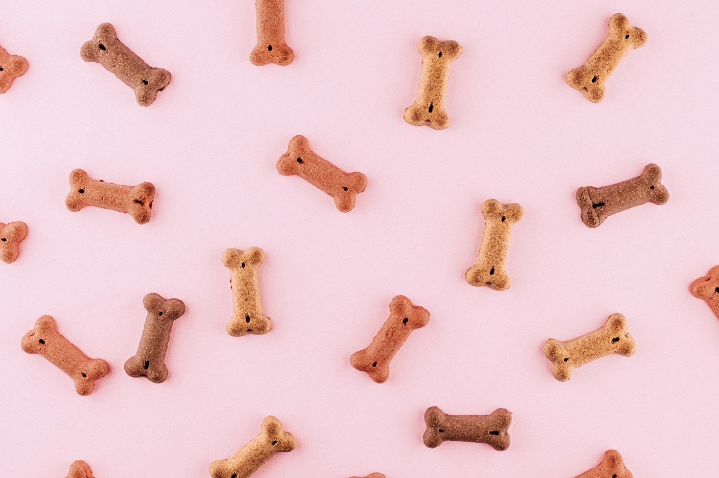 The Role of Diet in Pet Health