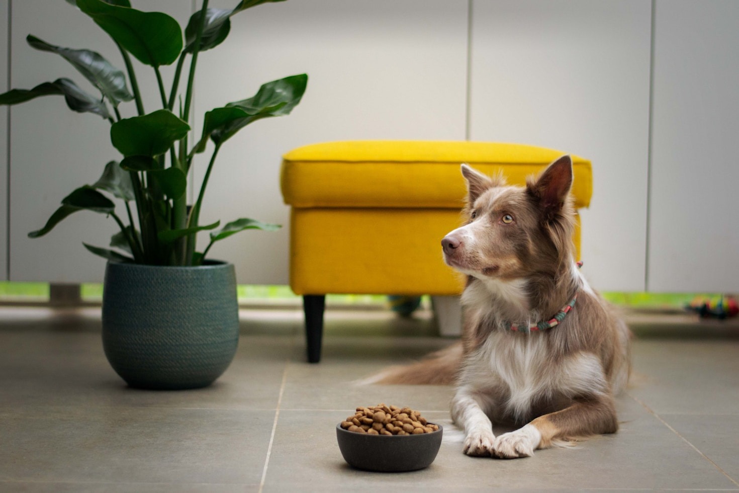Common Mistakes in Feeding Your Pets