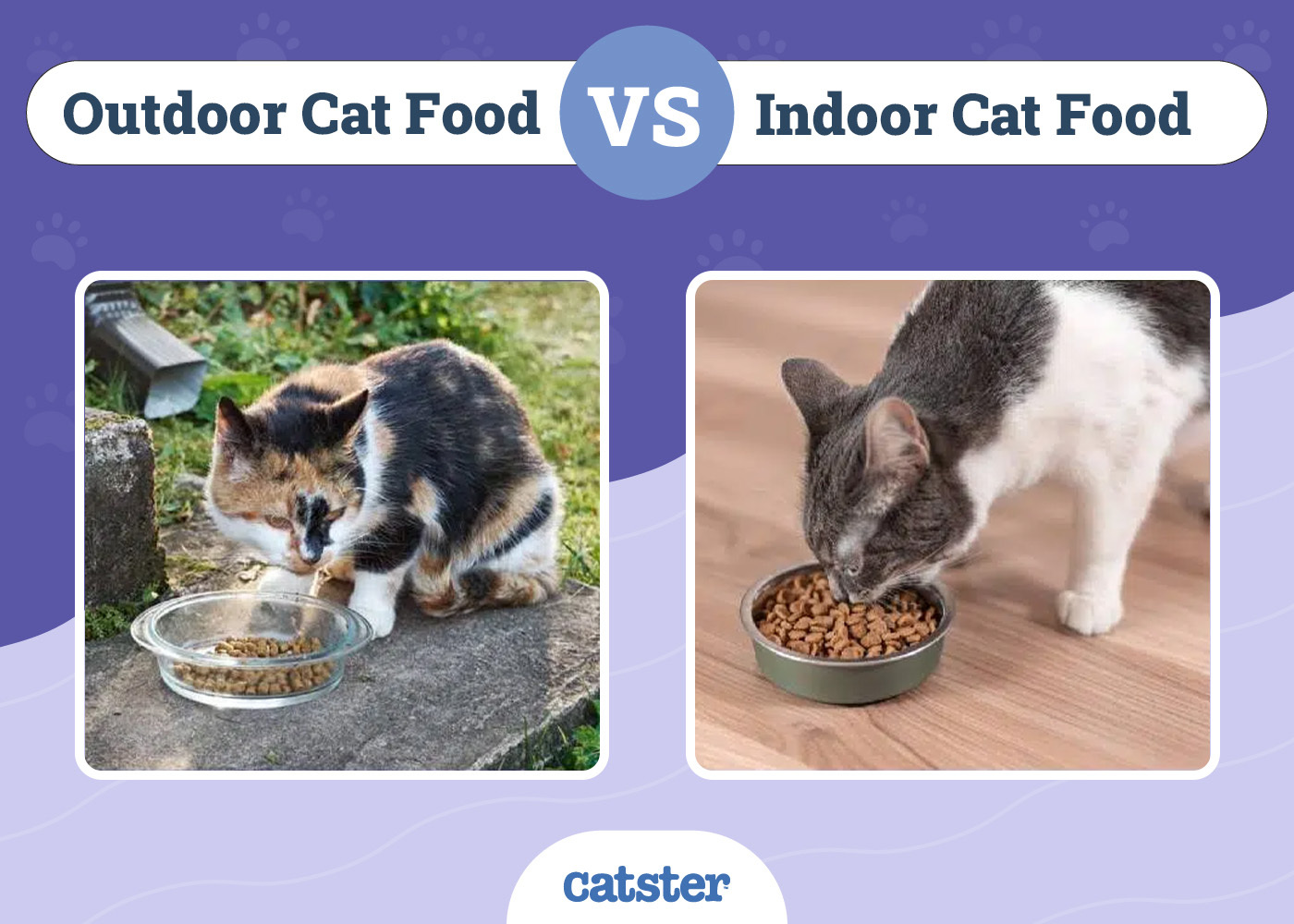 Indoor Cat Food Vs Outdoor Cat Food: Best Guide For 2026