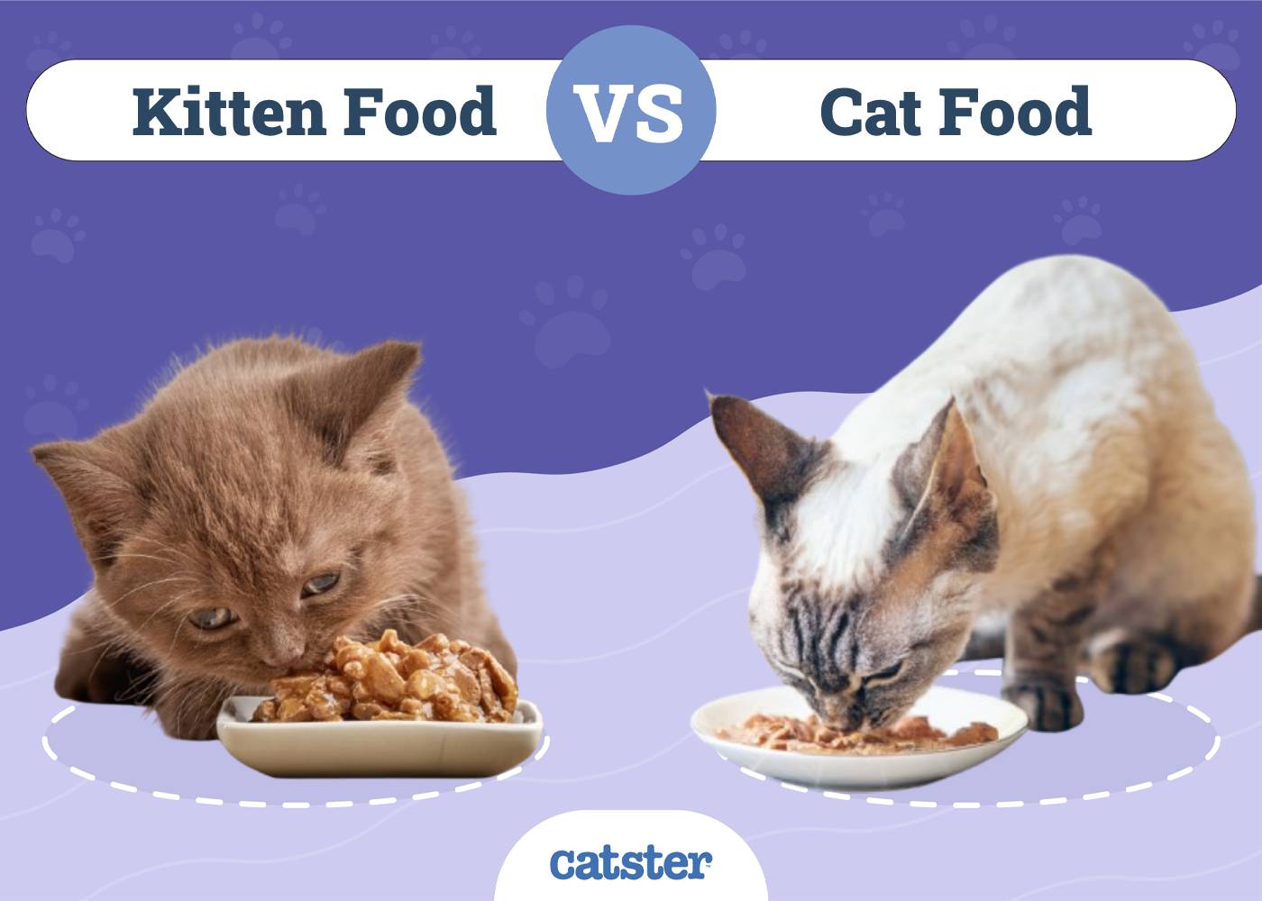 Kitten Food Vs Adult Cat Food: Vet-Backed Guide 2026