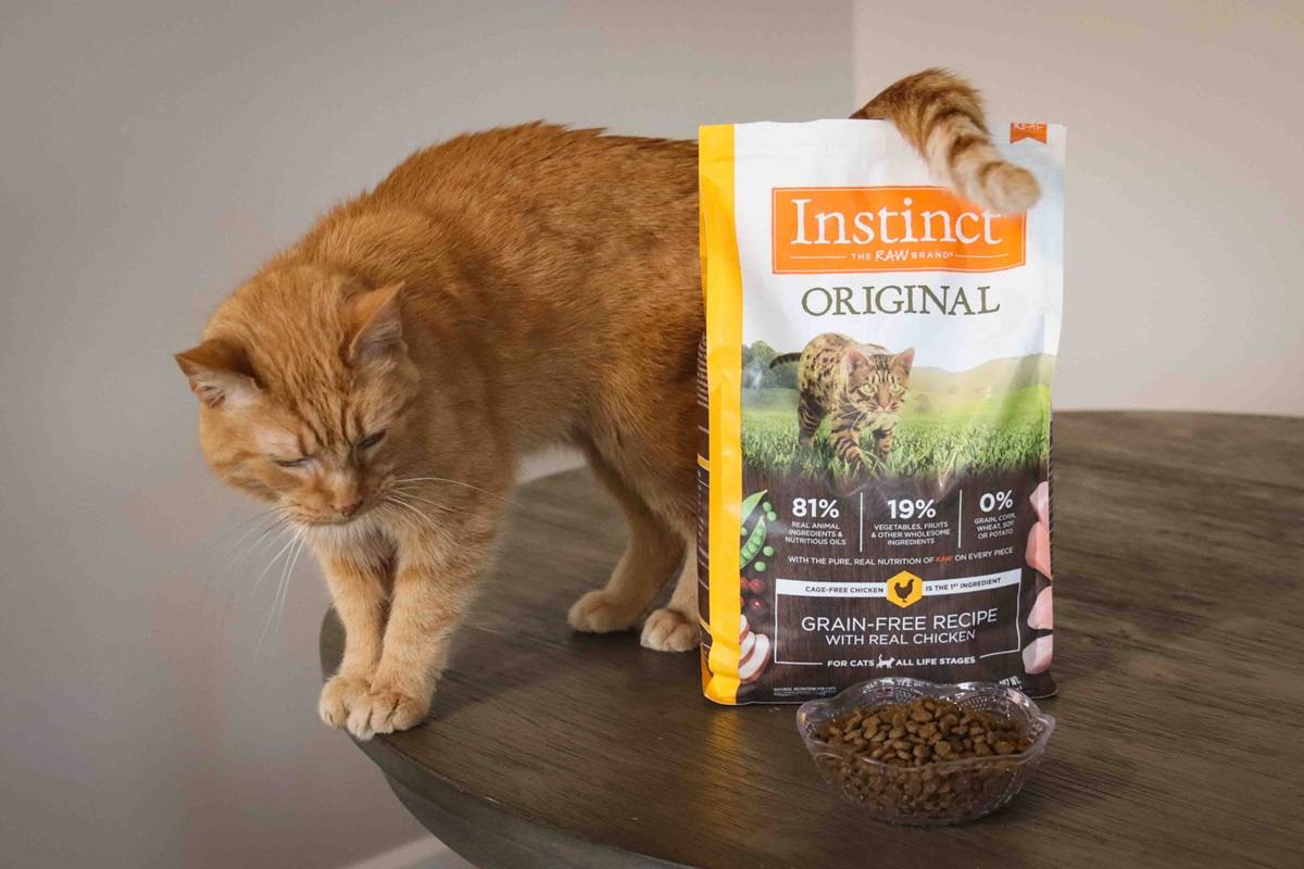 Grain-Free Cat Food Vs Regular: What Vets Recommend