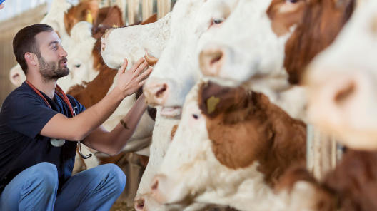 Food Animal Vet: Essential Guide For Farmers 2026