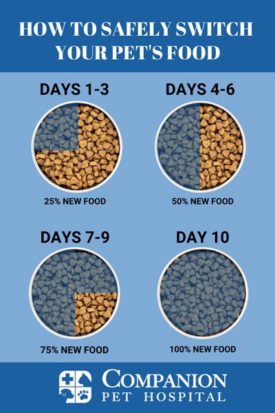 Puppy Food Vs Adult Dog Food: What Vets Want You To Know