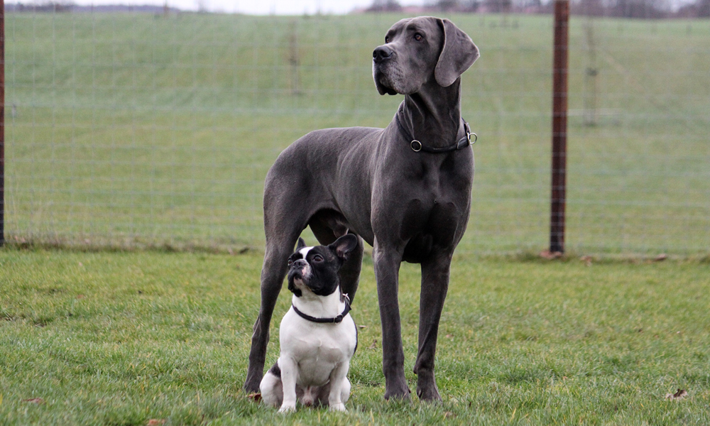 Small Breed Dog Food Vs Large Breed: Expert Tips