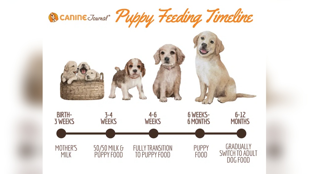 Best Feeding Schedule for Puppies under 6 Months: Ultimate Guide