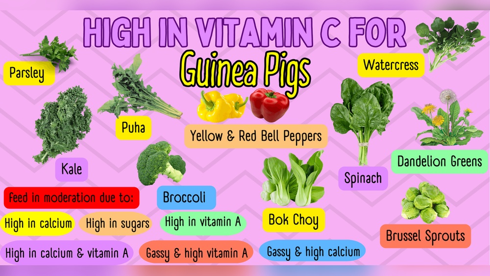Guinea Pig Food With Vitamin C: Essential Nutrition Tips for Health