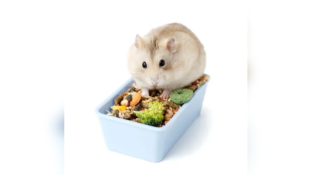 Hamster Food Mix for Dwarf Hamsters: Ultimate Nutrition Guide