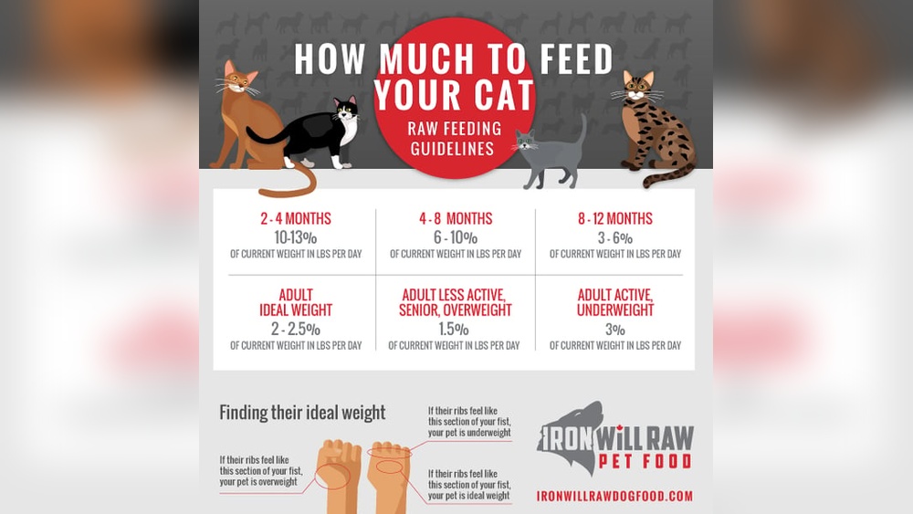 How Much Wet Food to Give a Senior Cat Daily: Expert Feeding Guide
