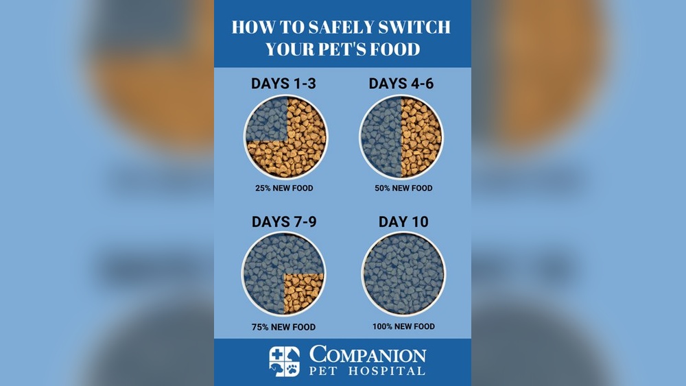 How to Transition Puppy to Adult Dog Food Safely: Expert Tips