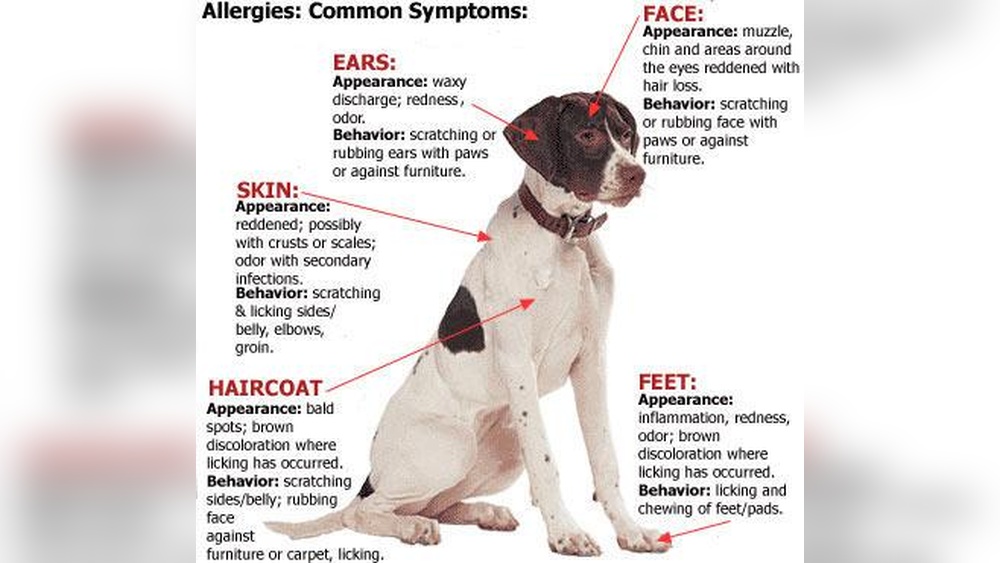 Signs of Food Intolerance in Older Dogs: Key Symptoms to Watch