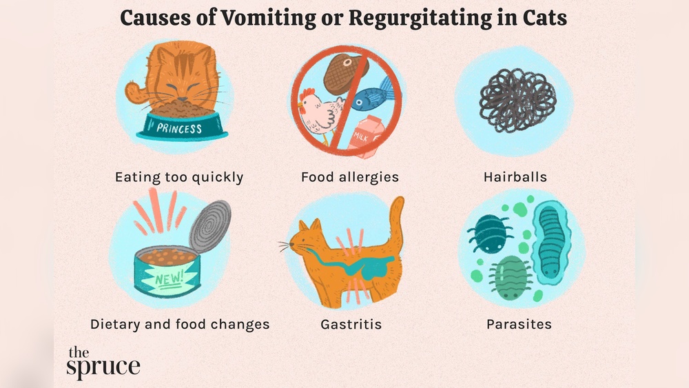Cat Food for Vomiting After Eating Dry Food: Best Solutions