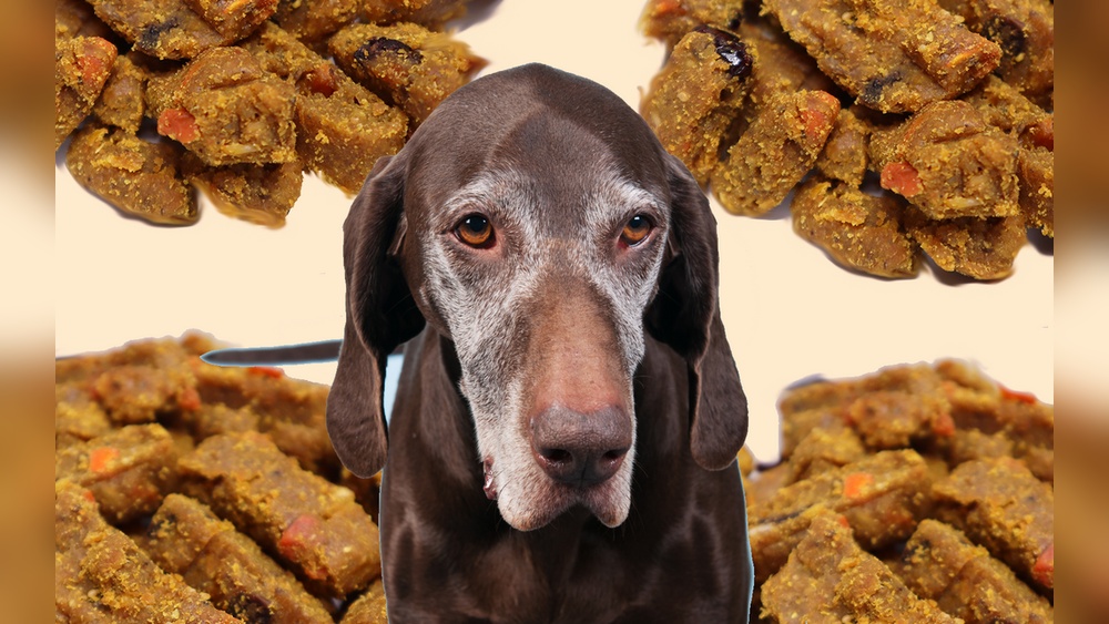 Soft Dog Food for Senior Dogs With No Teeth: Best Options