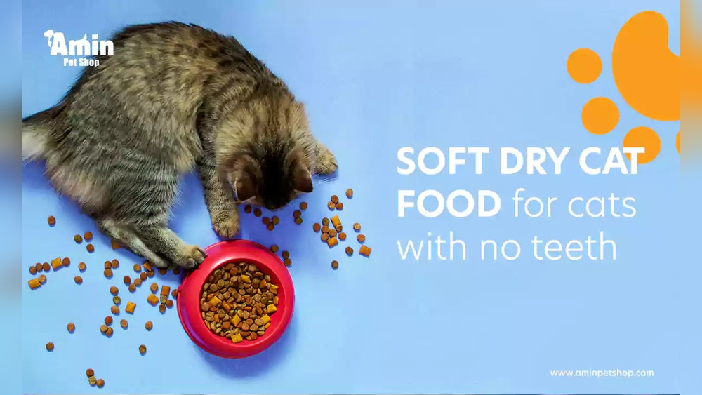 Soft Food for Senior Cats Not Eating Well: Top Picks & Tips